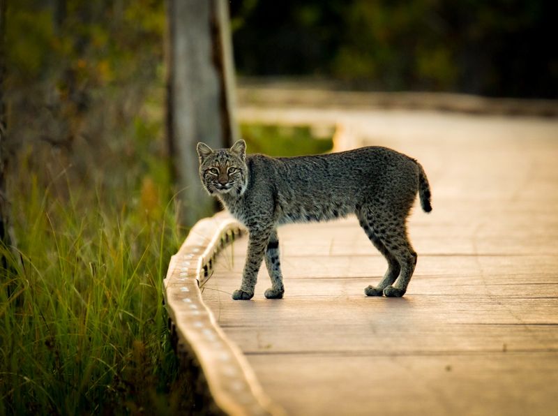 Okefenokee National Wildlife Refuge's Swamp Cats