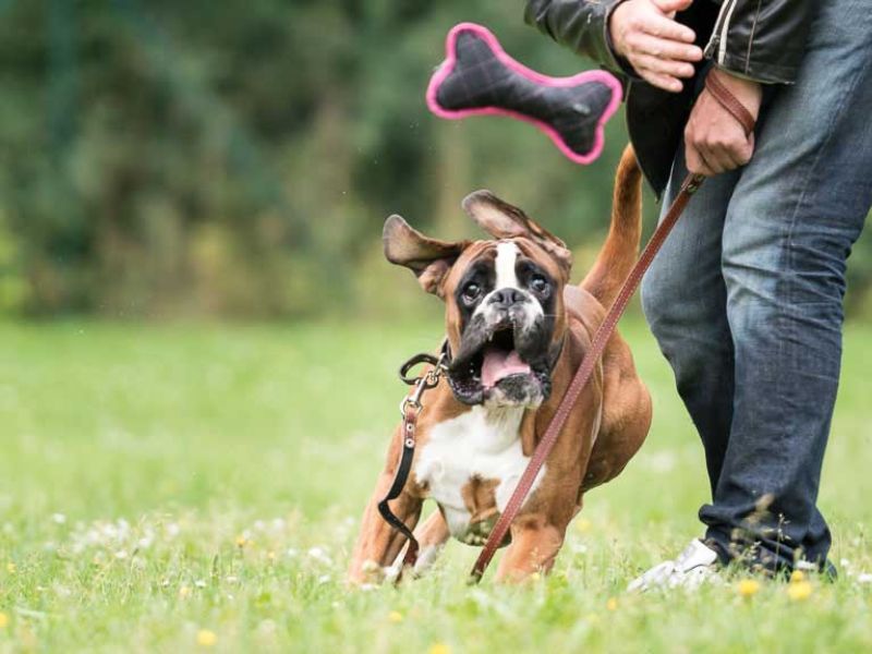 Boxer: Playful Canyon Explorer