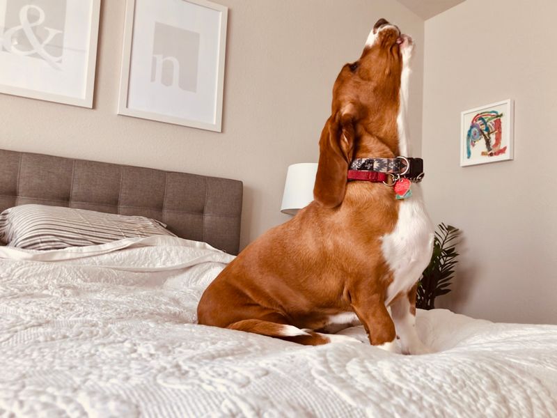 Basset Hounds Howl The Storm Blues