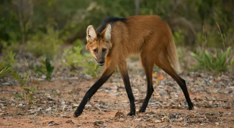 Maned Wolf – Leggy Fox On Stilts