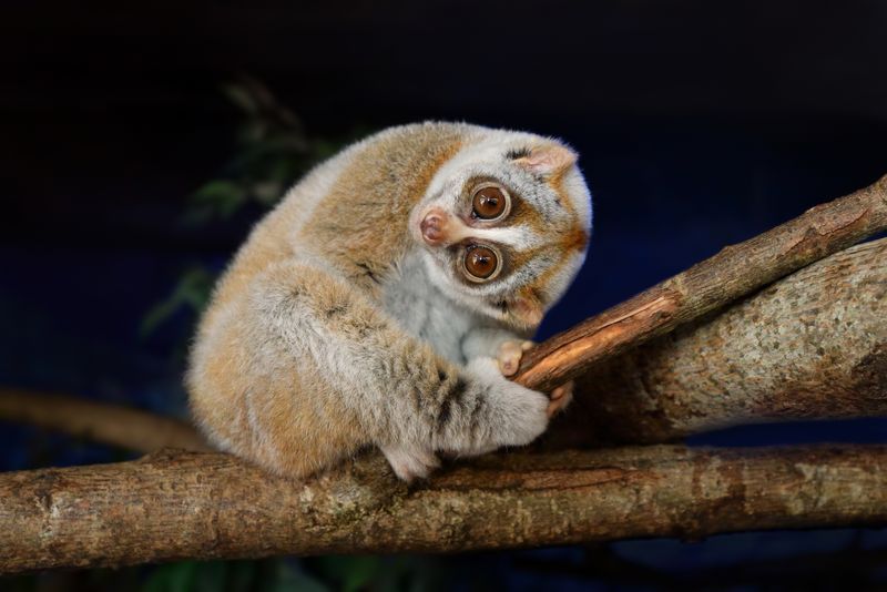 Slow Loris: Cuddle-Looking Arm-Melter