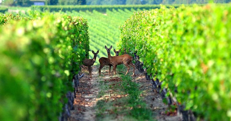 Grape Vines