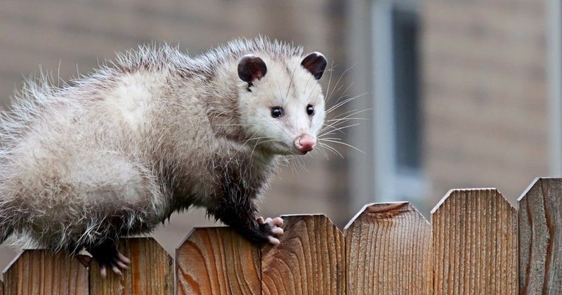 Opossums: Deceptively Dangerous