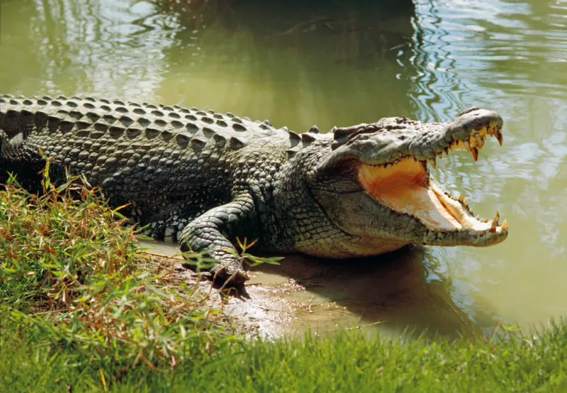 Saltwater Crocodile – Prehistoric Ambush Master