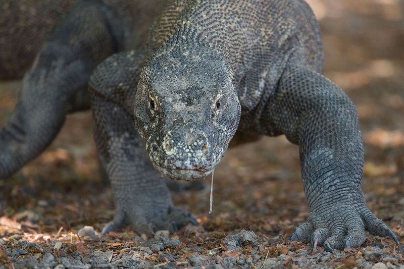 Komodo Dragon