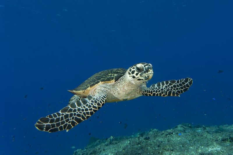 Sea Turtle Shell Strengthening