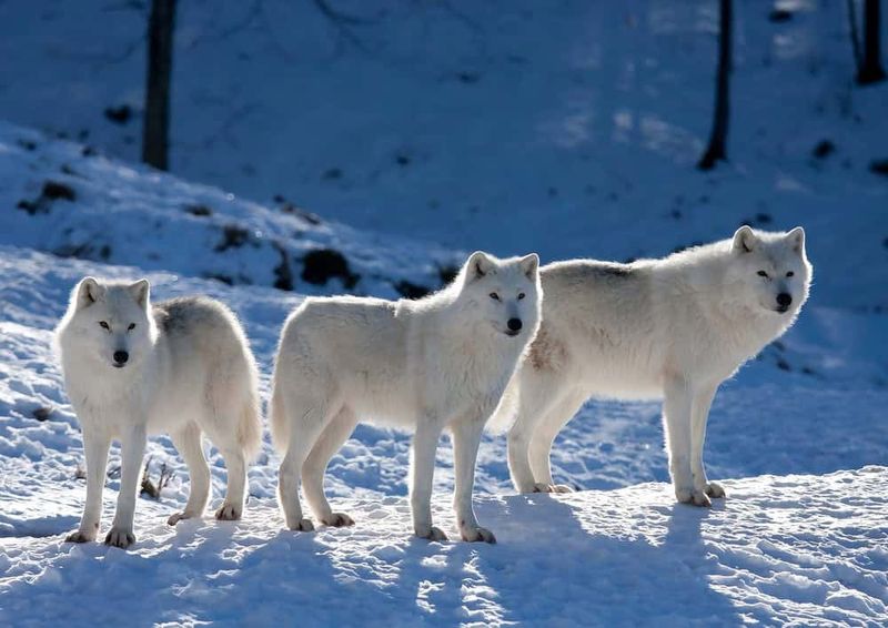 Arctic Wolves' Pack Power Tactics