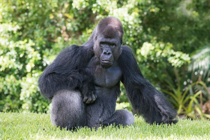 Gorillas: Primate Price Tags