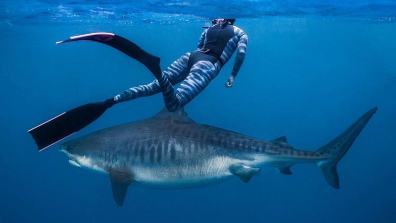 Tiger Sharks: The Garbage Cans Of The Sea
