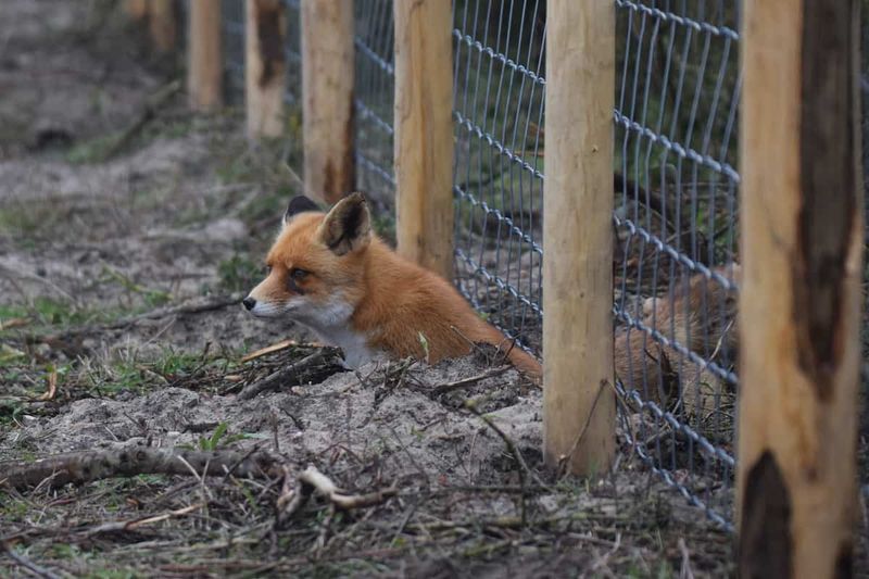 Foxes in the Henhouse