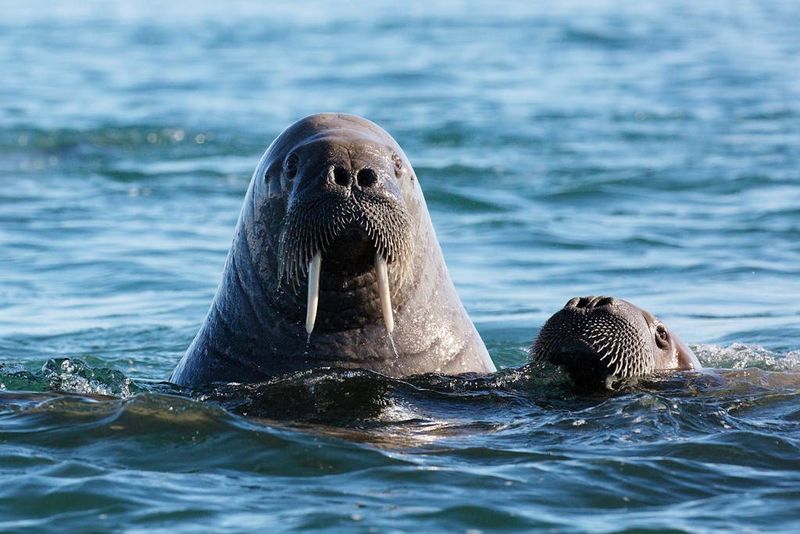 Walruses