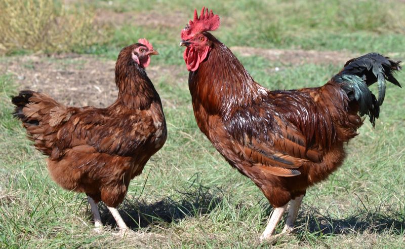 Miniature Rhode Island Reds