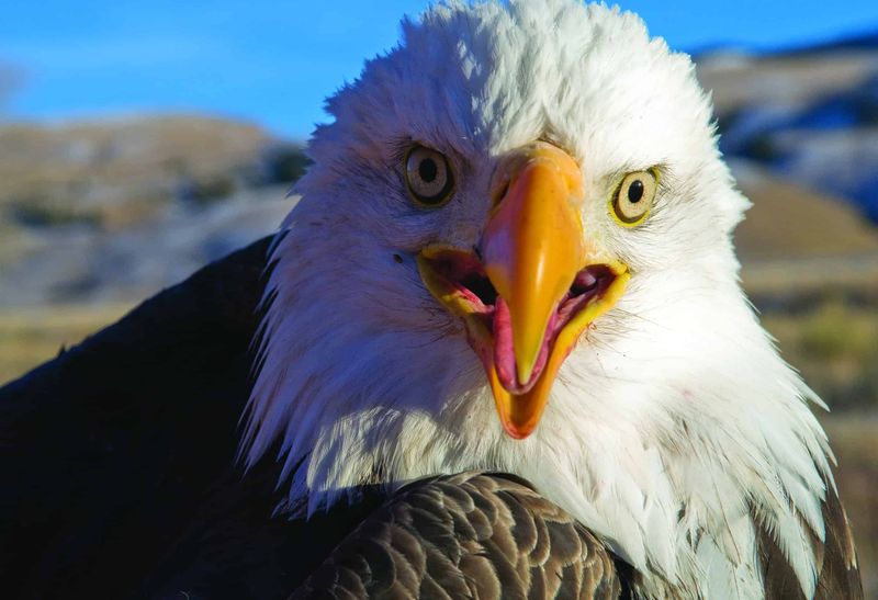 Policy Changes Bring Consequences For Wildlife
