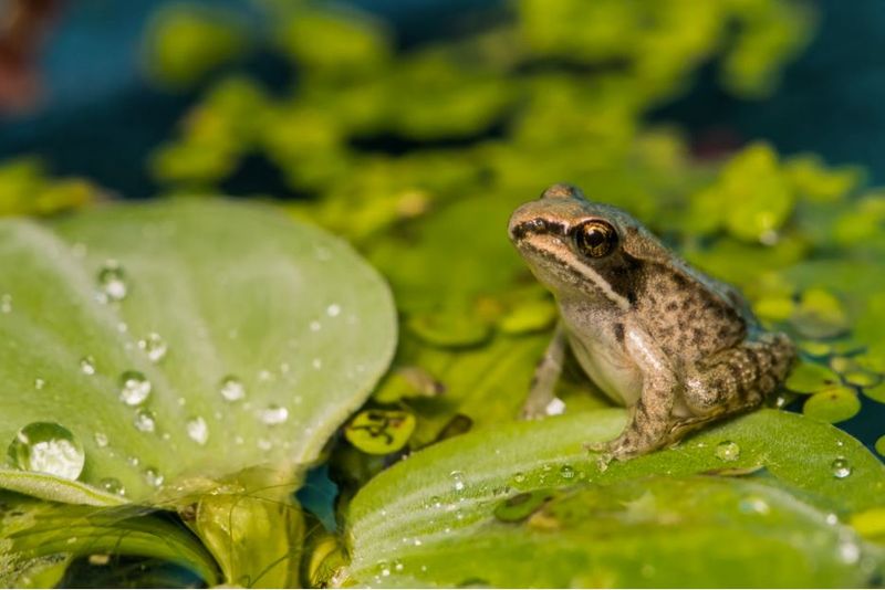Teach Garden Ecosystems