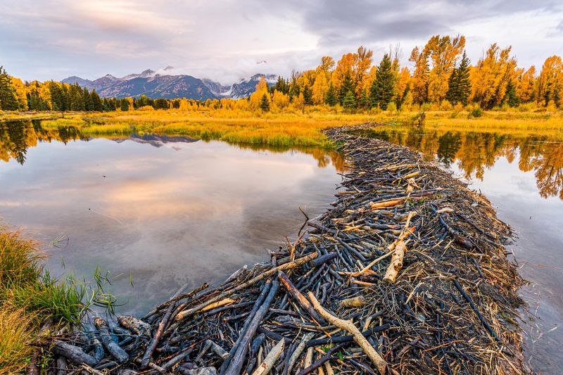 Beaver Engineers Transform Watersheds