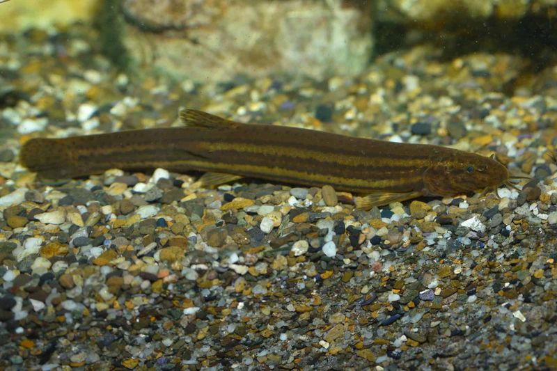 Mud-Dwelling Habit Makes Detection Nearly Impossible