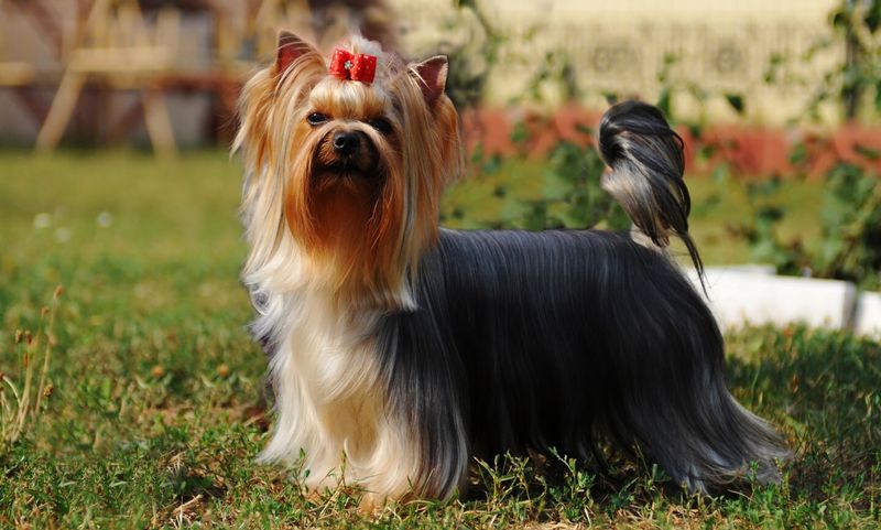 Yorkshire Terrier