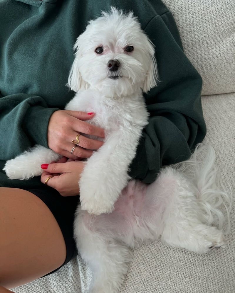 Maltese