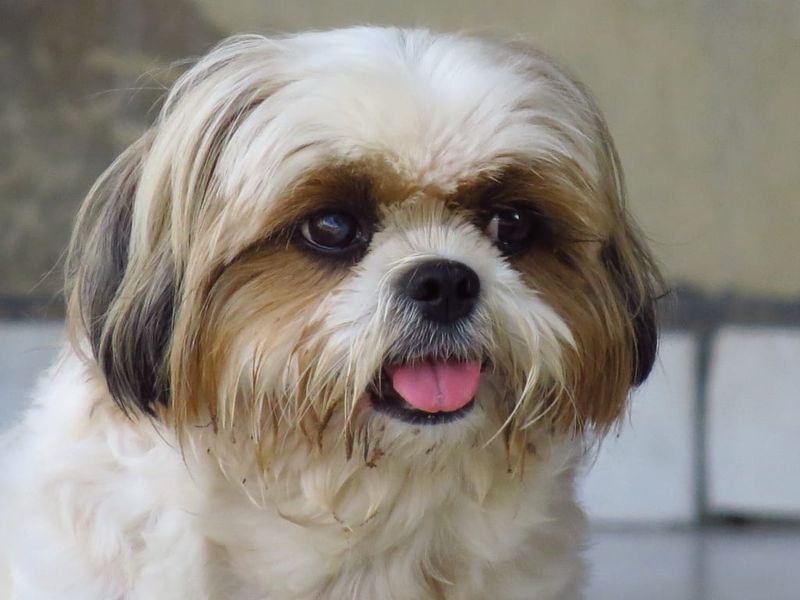 Shih Tzu: Imperial Hider