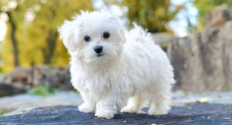 Maltese: The Ancient Aristocrat