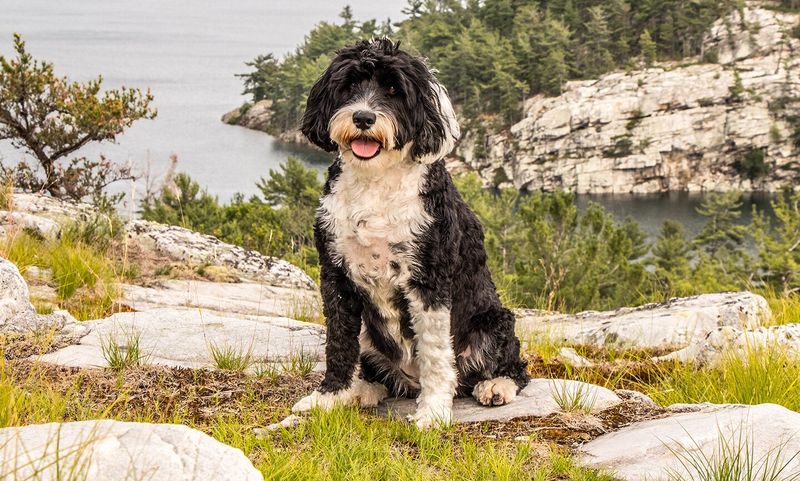Portuguese Water Dog