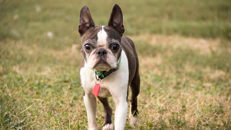 Boston Terriers: One-Person Companions