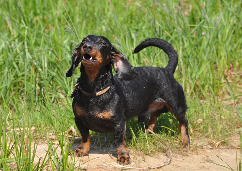 Dachshunds: Sausage-Shaped Hunters With Attitude