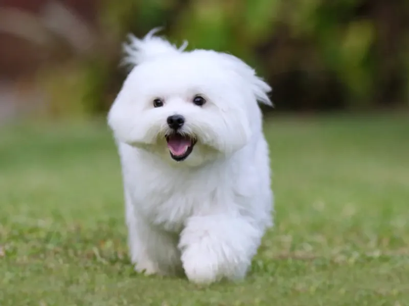 Maltese: White Fluff Balls Rarely Wait Long