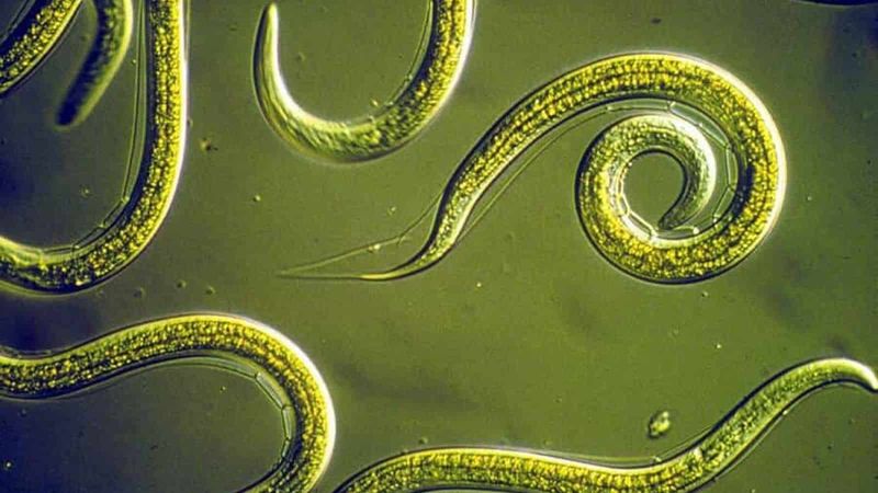 Nematodes: The Indestructible Worms
