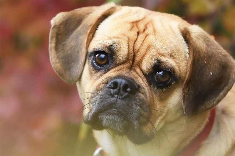 Puggle: The Clingy Comedian