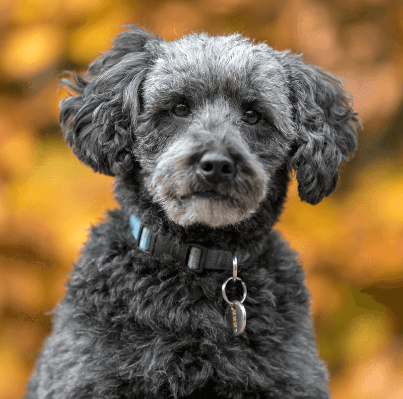 Schnoodle: The Whiskered Whiz
