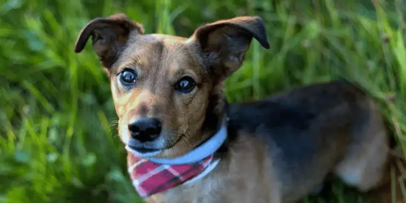 Terrier Mixes: Spunky Sidekicks