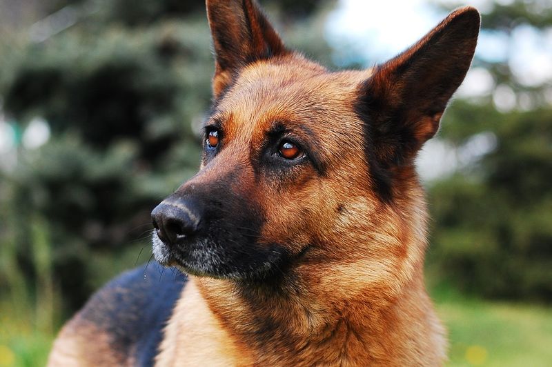 German Shepherd: The Loyal Guardian