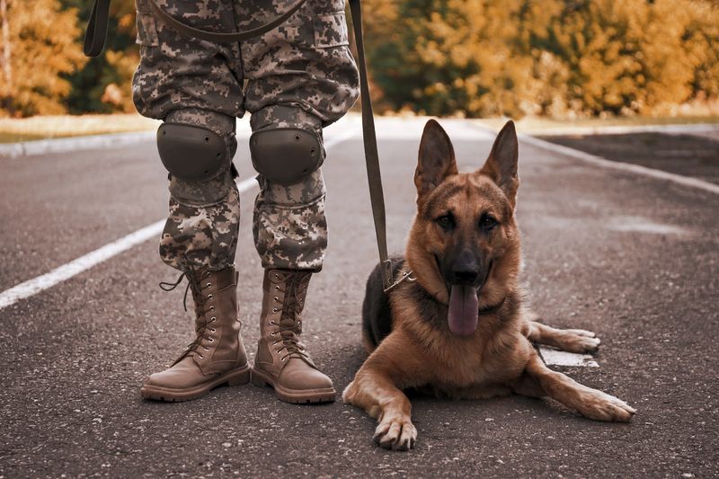 German Shepherd: The Tactical Genius