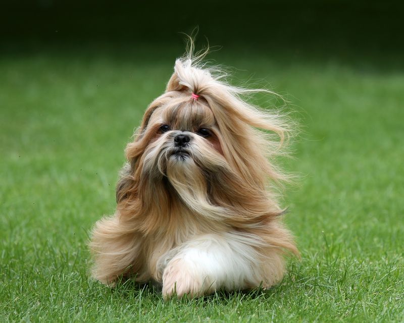 Shih Tzus