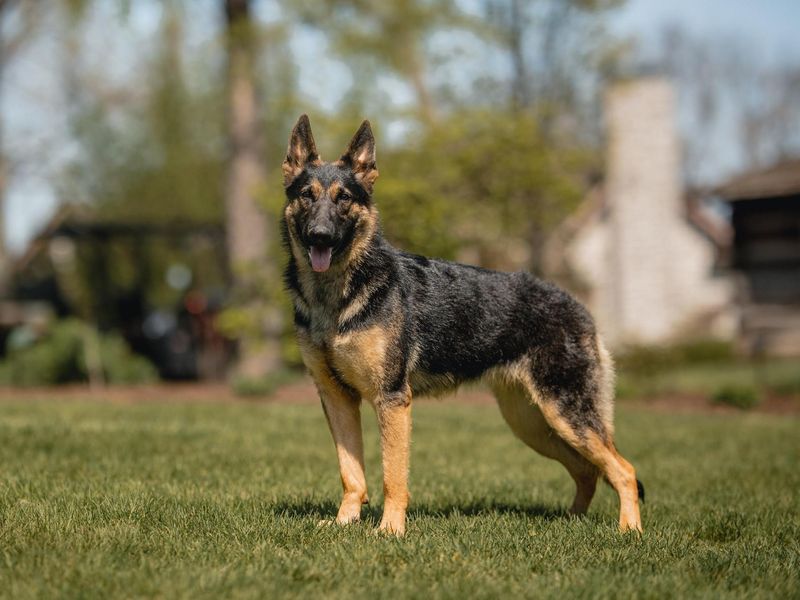German Shepherds: Born Security Experts