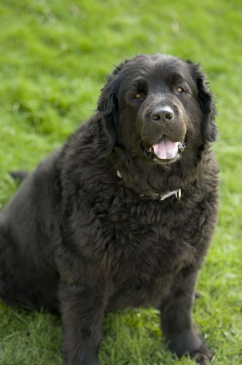 Newfoundlands: Gentle Giants With Nurturing Souls