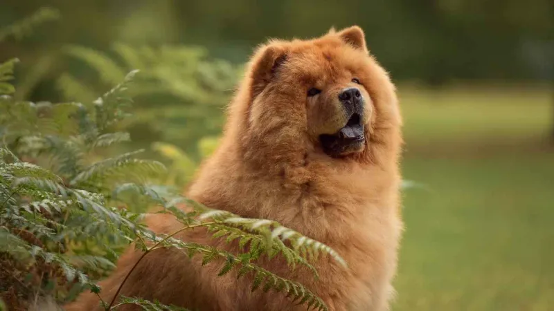Chow Chows: The Dignified Loners