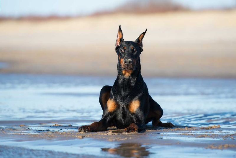 Doberman Pinschers: The Dignified Doers