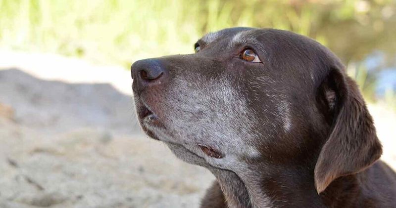 Labrador Retrievers: Gray Muzzles, Golden Hearts
