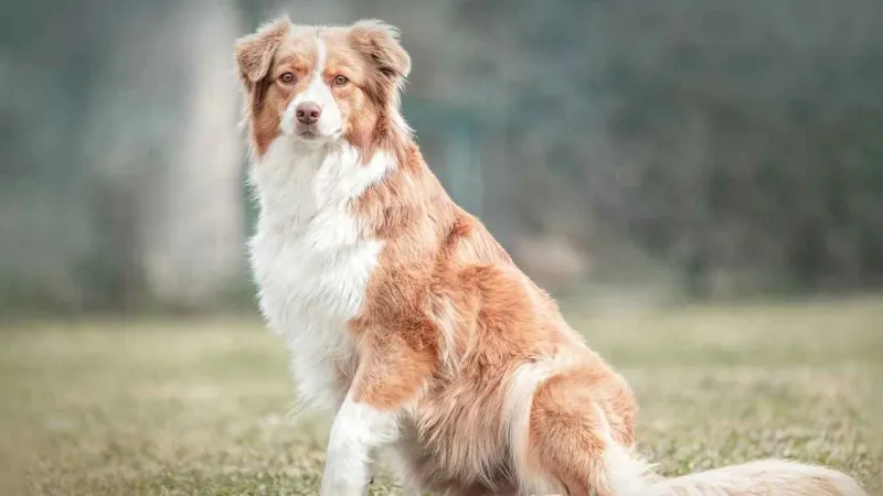 Australian Shepherds: Intuitive Worriers