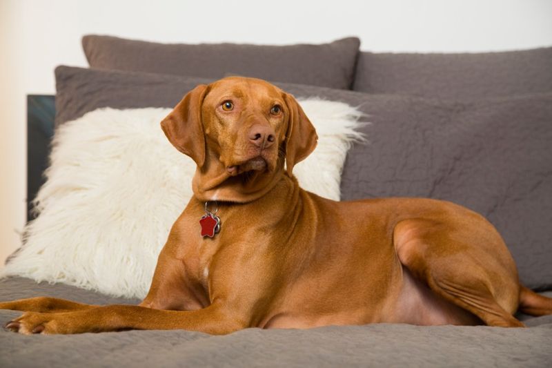 Vizslas: The Velcro Dogs Who Can't Let Go