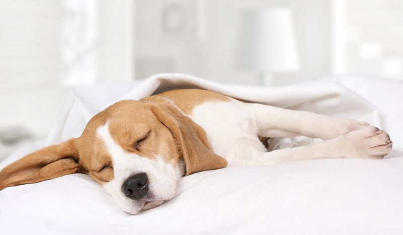 Snoring During Deep Sleep Stages