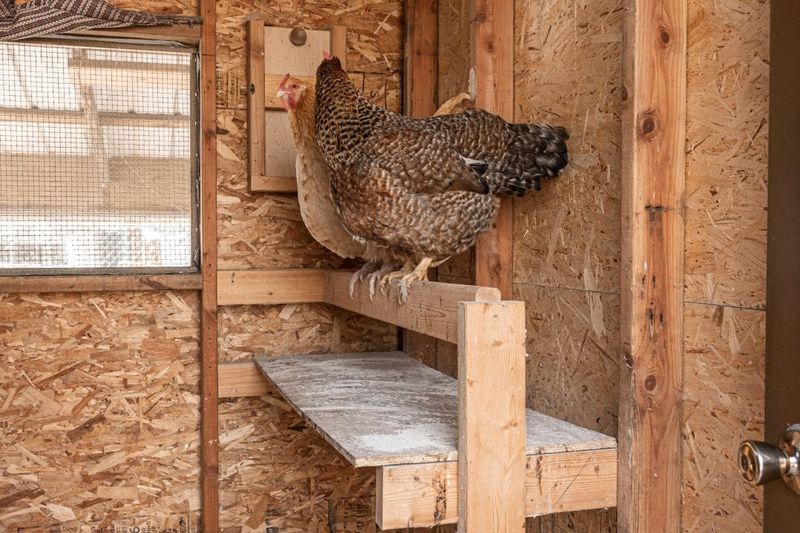 Incorrect Roosting Bar Height