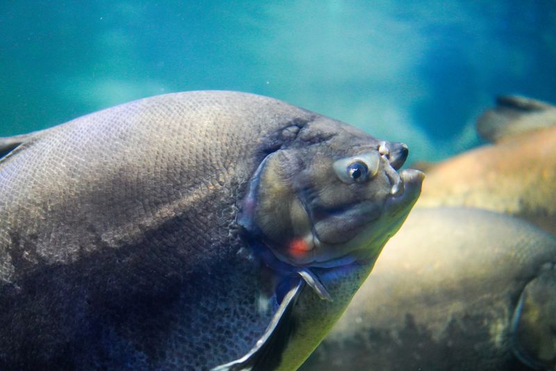 Invasive Species Alert