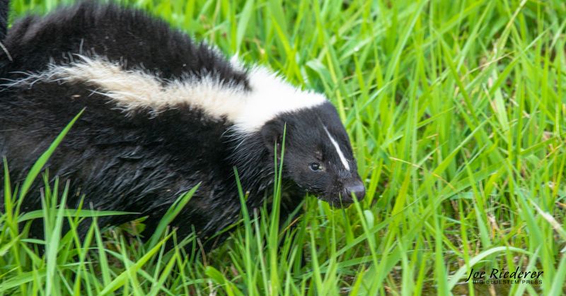 Smelly Defenders Claim New Territory