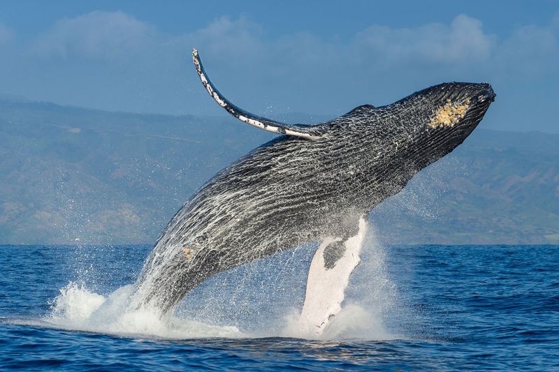 Surprising Surge: Humpback Whale