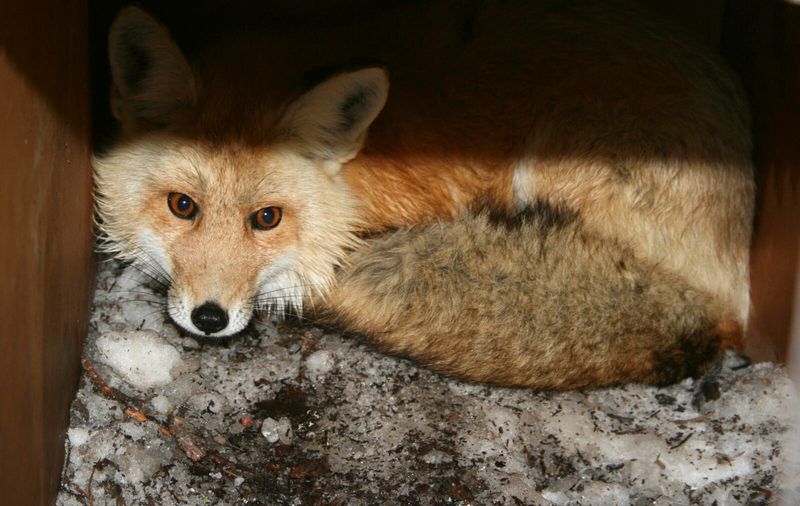 Camera Trap Breakthrough