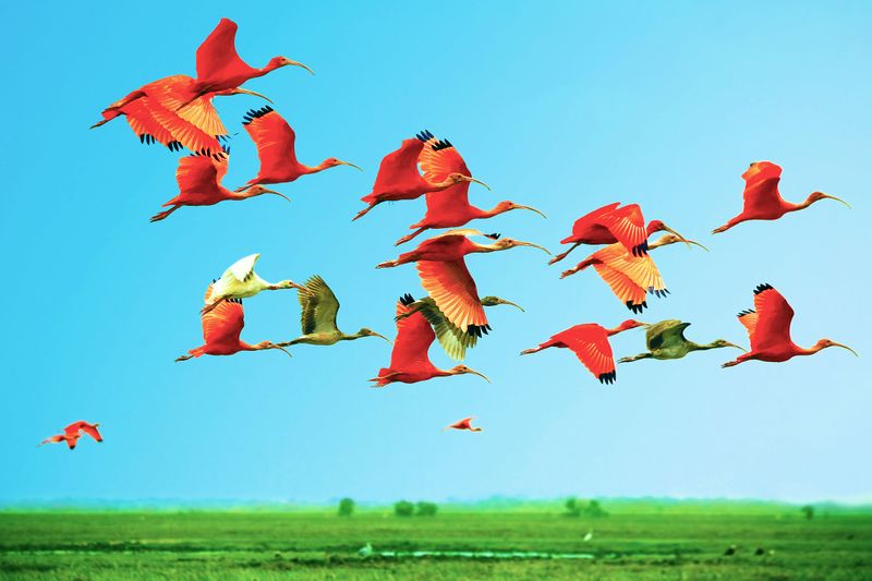 Disrupted Migration Patterns Shift Soundscapes
