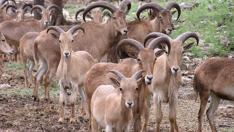Unwelcome Dinner Guests At Nature's Table